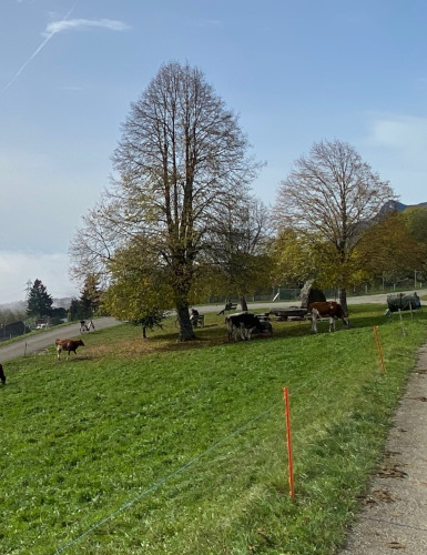 Morgenstimmung beim Gedenkstein